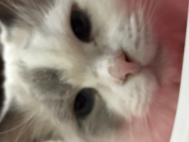 こまり