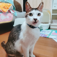 ニャンディ