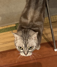 料理はあんまり好きじゃない