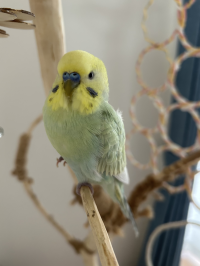 れのち