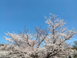 さくら