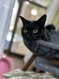 ヤン