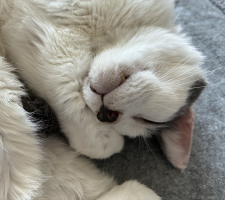 猫になりたい