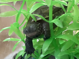 くー