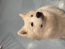 なんこ
