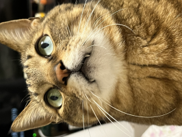 ちー