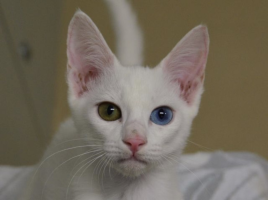 zizi