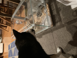 ロクナナ