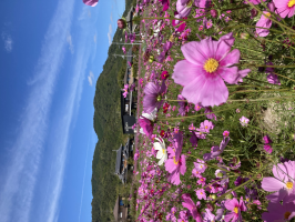 くーまま