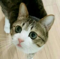 ねこにゃん
