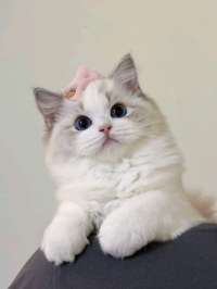 す