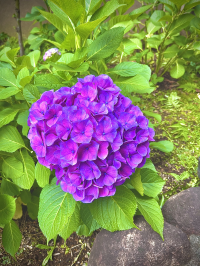 まほまほ