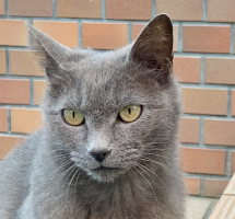 推し猫。