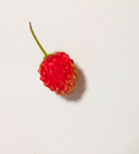 わちゃ
