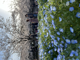 つっぴー