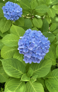 えどぴょん