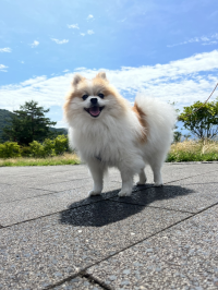 おみさん