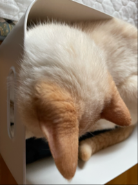 ごもち
