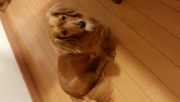 ロン