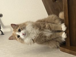 かおり
