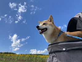 まめ