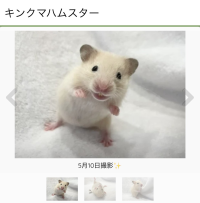 もちお