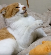 とむ