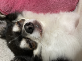 さくちん