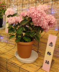ゆらん