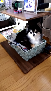 クーちゃん