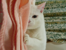 こうたん
