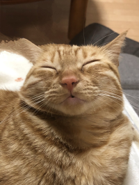 ゆず
