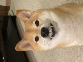 ムキ