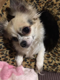 てつやとせかい