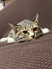 のりりん