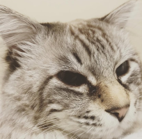 Nyan
