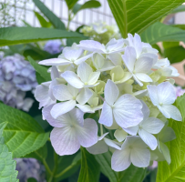 みぃちょ