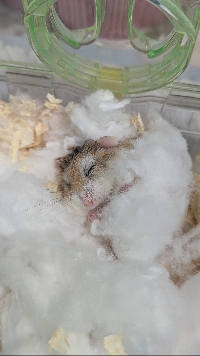 ひなちゃん