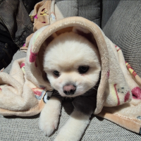 우뿌즈