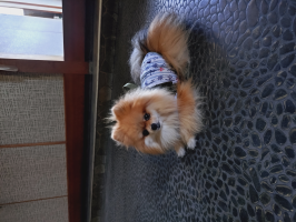 ヨシミ