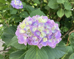 まめ