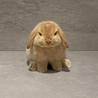 ゆにに