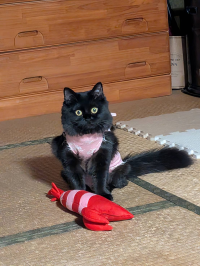 Ciccio