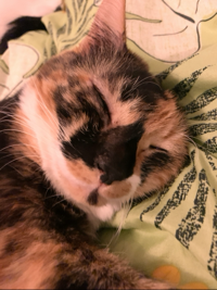 pipoko