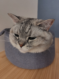 ネコバス