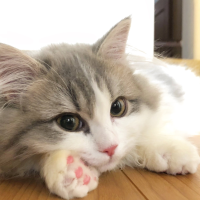 むーも