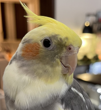 イル