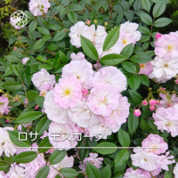 あけ