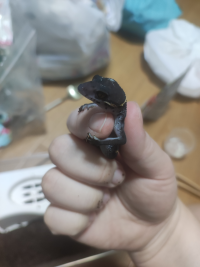 糸