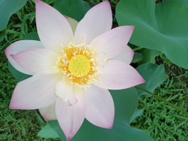 蓮の花